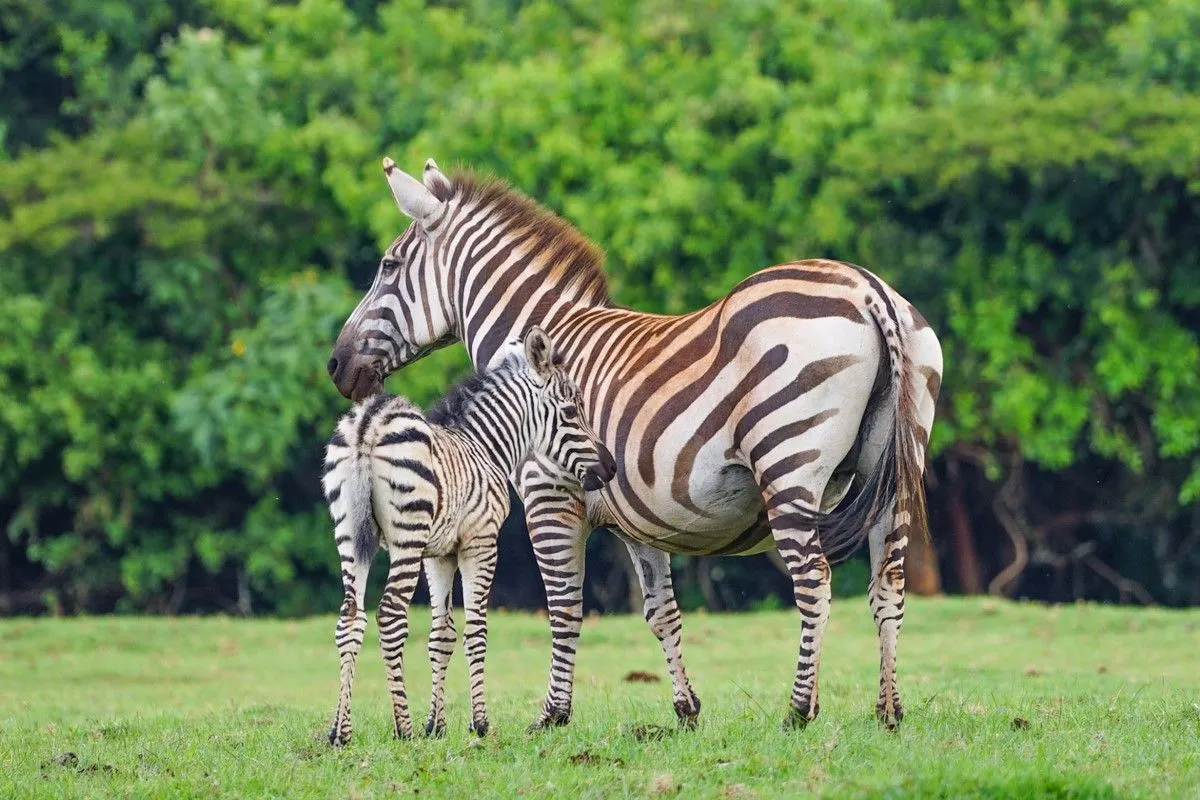 Rift Valley Trail (Lake Nakuru - Masai Mara)